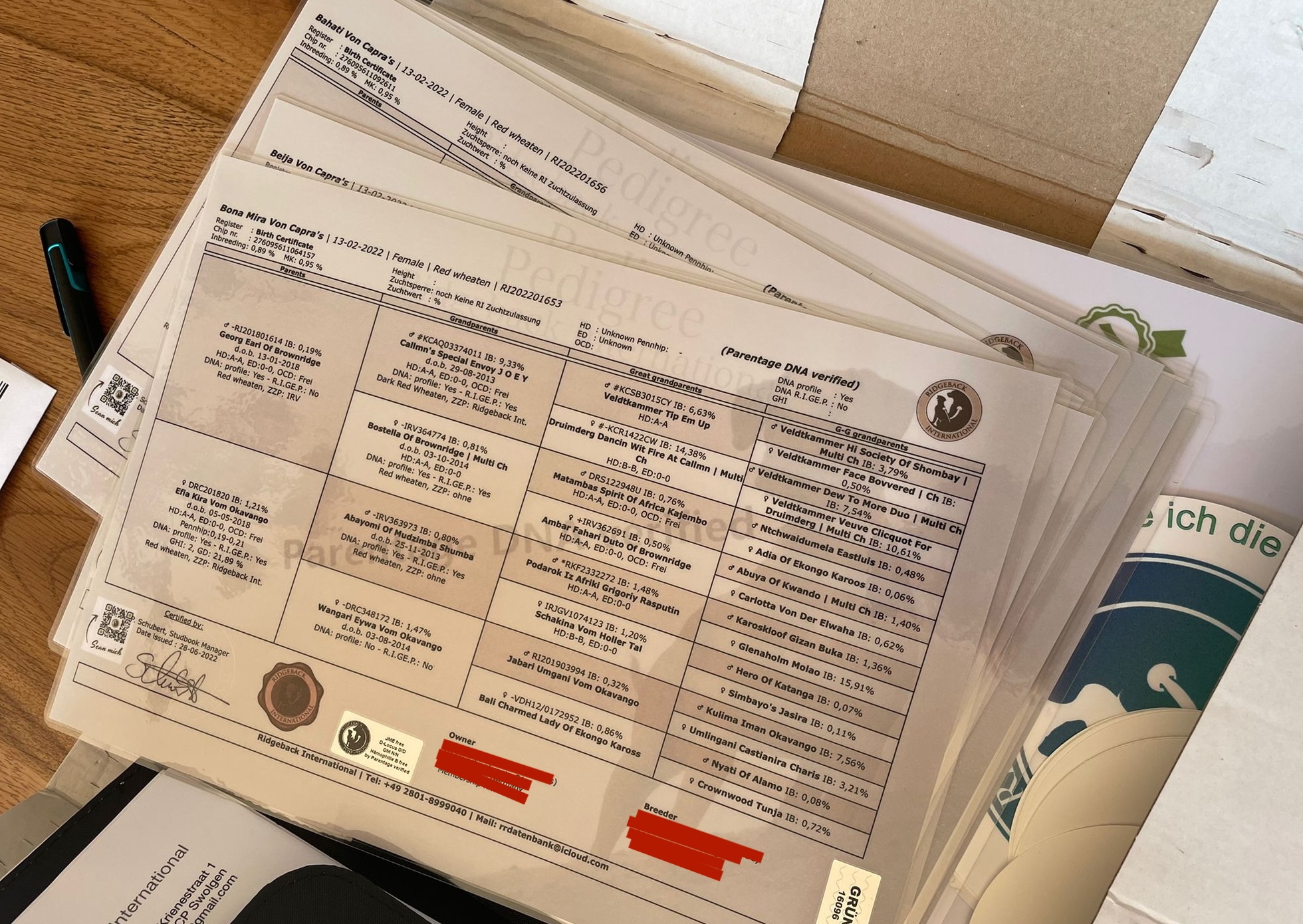 RI Ahnentafel Welpe + DNA Profil