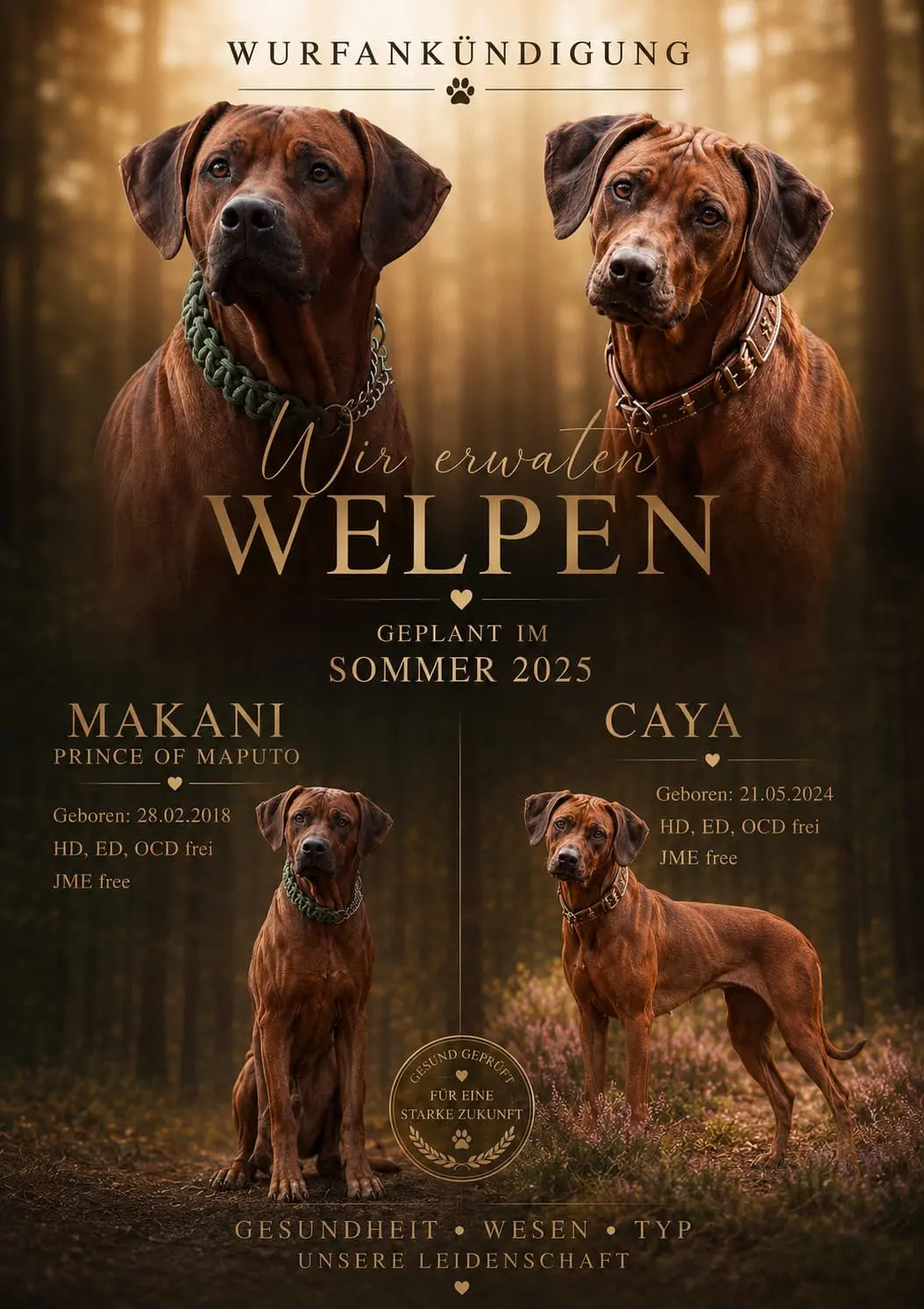 Wurf im Kennel Yakasimba