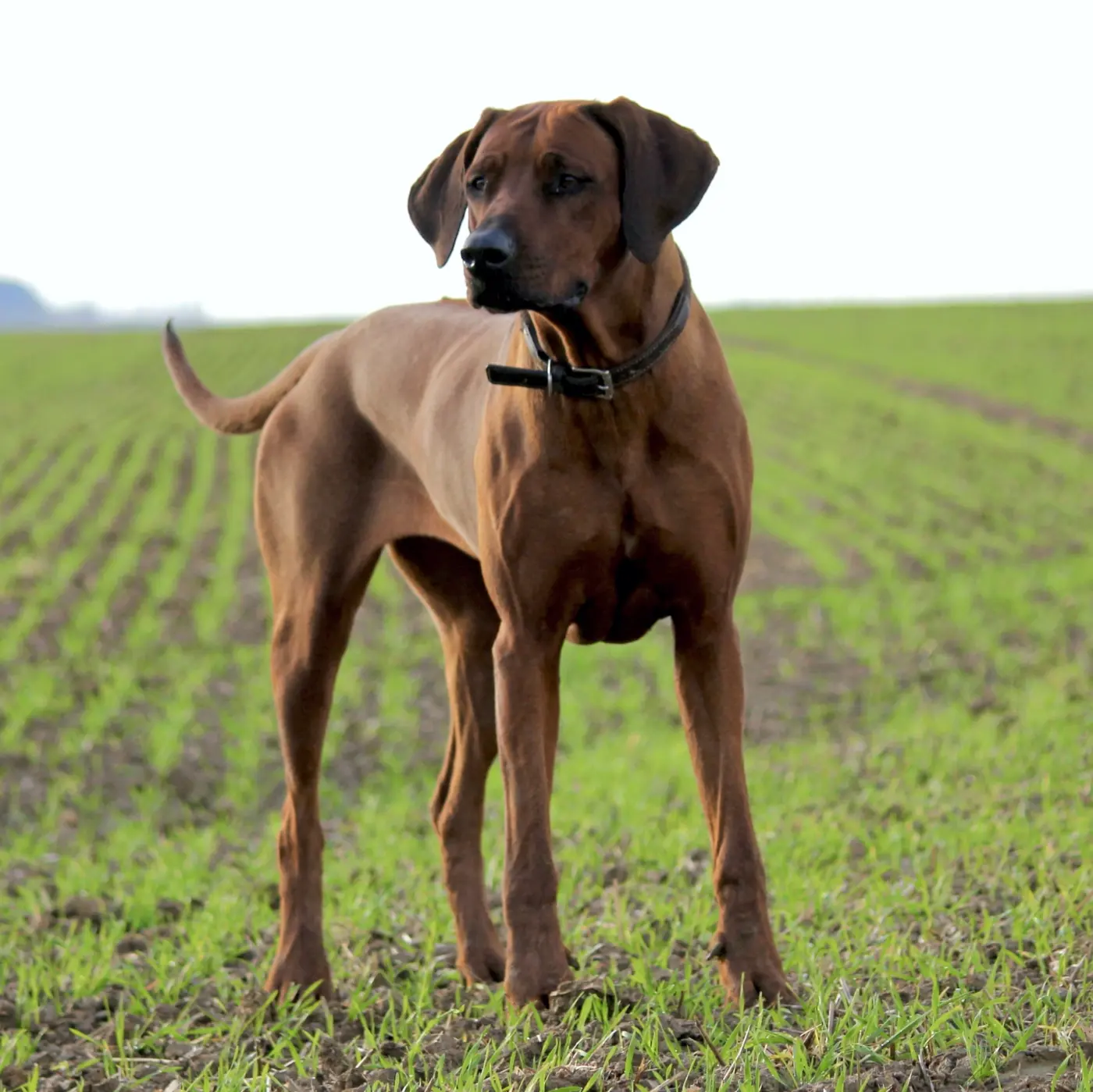 Wurf im Kennel Macabeela