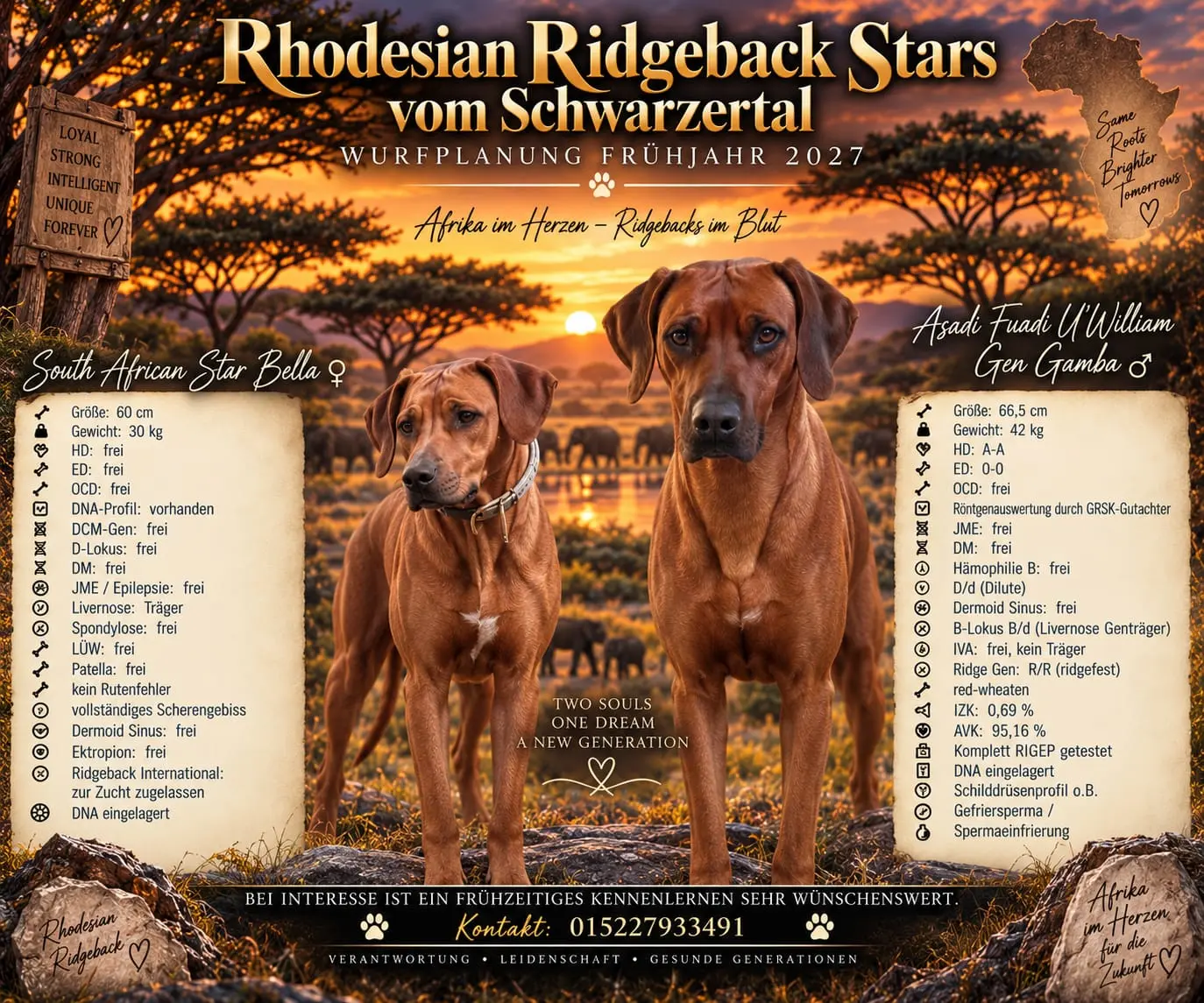 Wurf im Kennel RR Stars vom Schwarzertal
